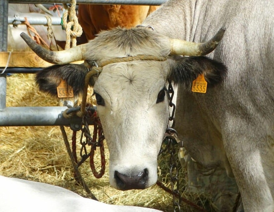 Los días de las vacas de Boulonnais