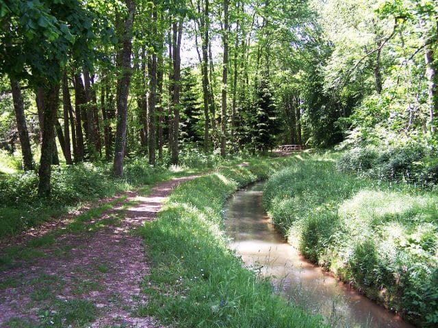 A plein poumons : une balade dans la forêt de Cardeilhac