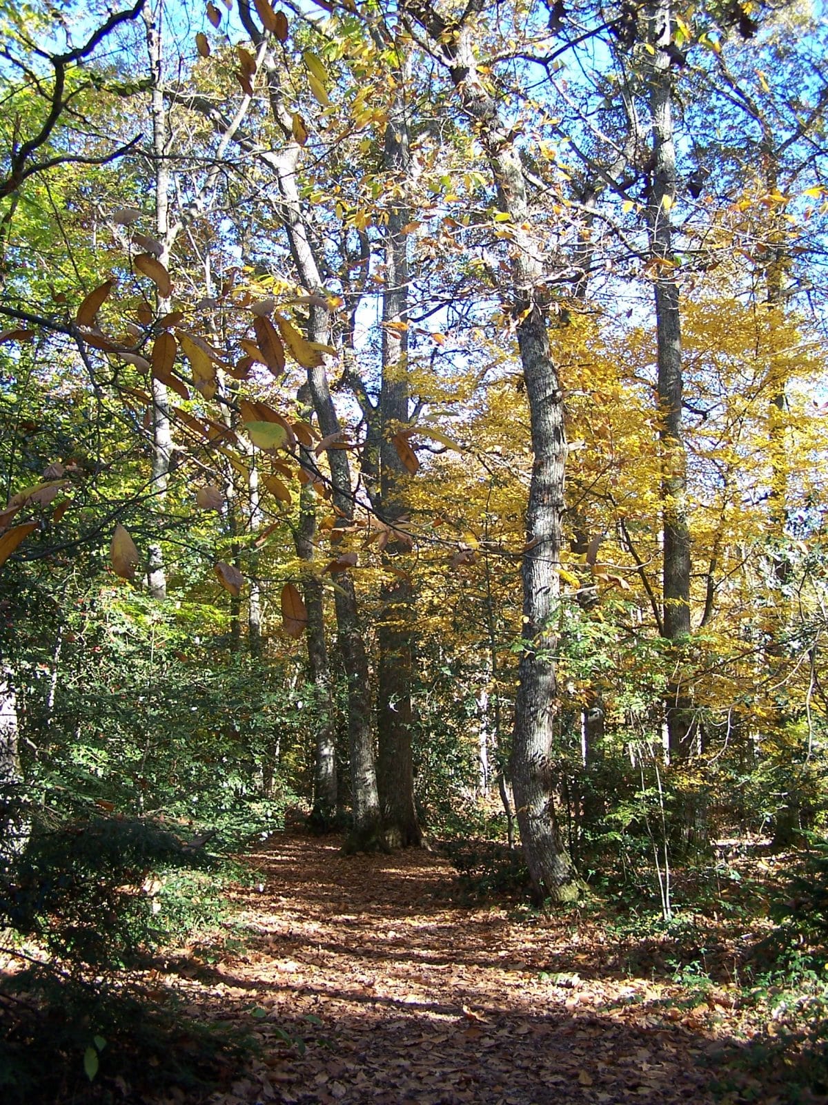 A pleno pulmón. Cardeilhac Otoño bosque