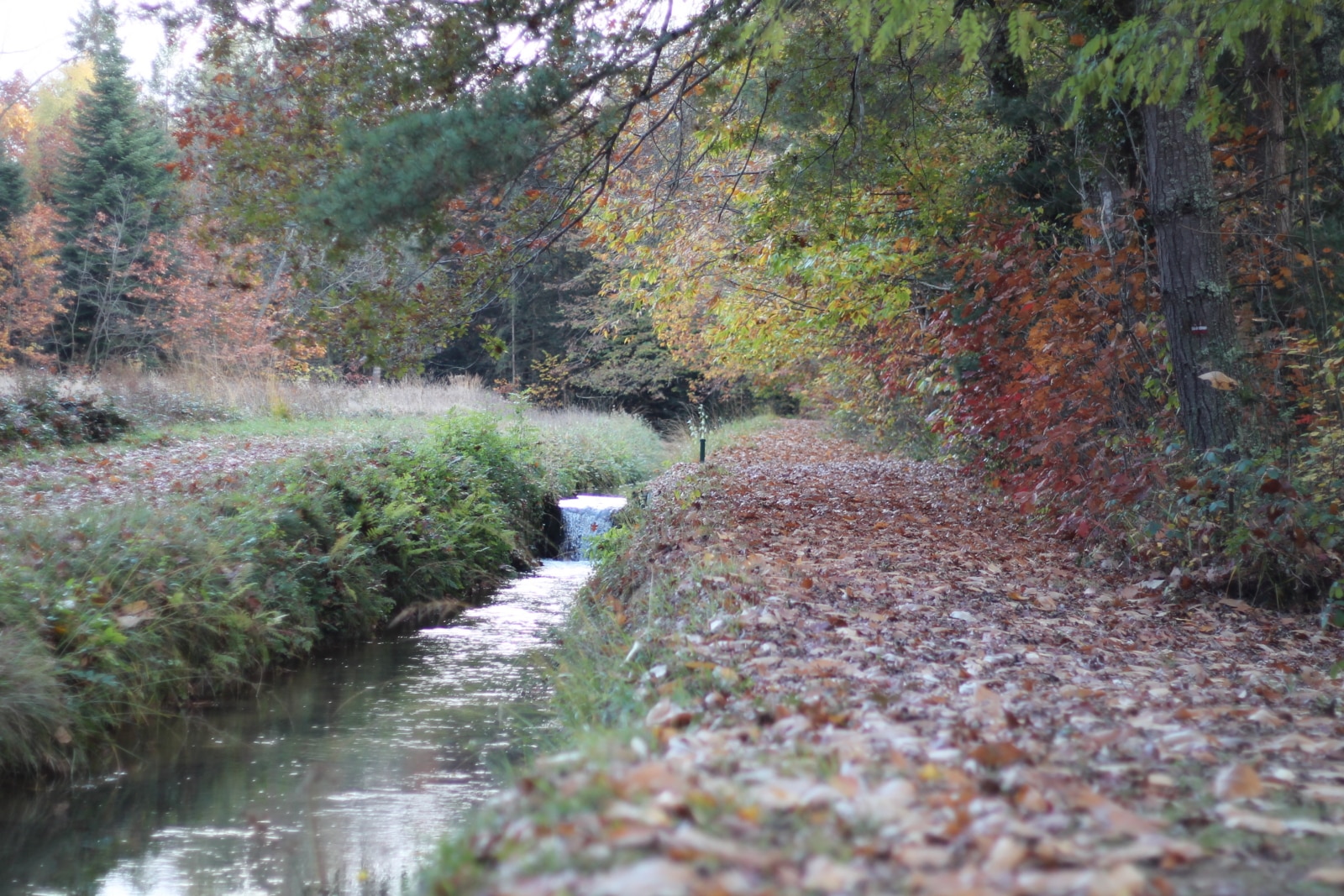 A pleno pulmón. Cardeilhac arroyo otoño