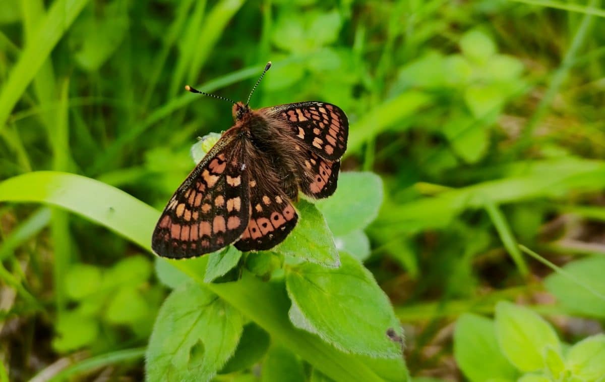 An open-air museum.
Marsh Fritillary