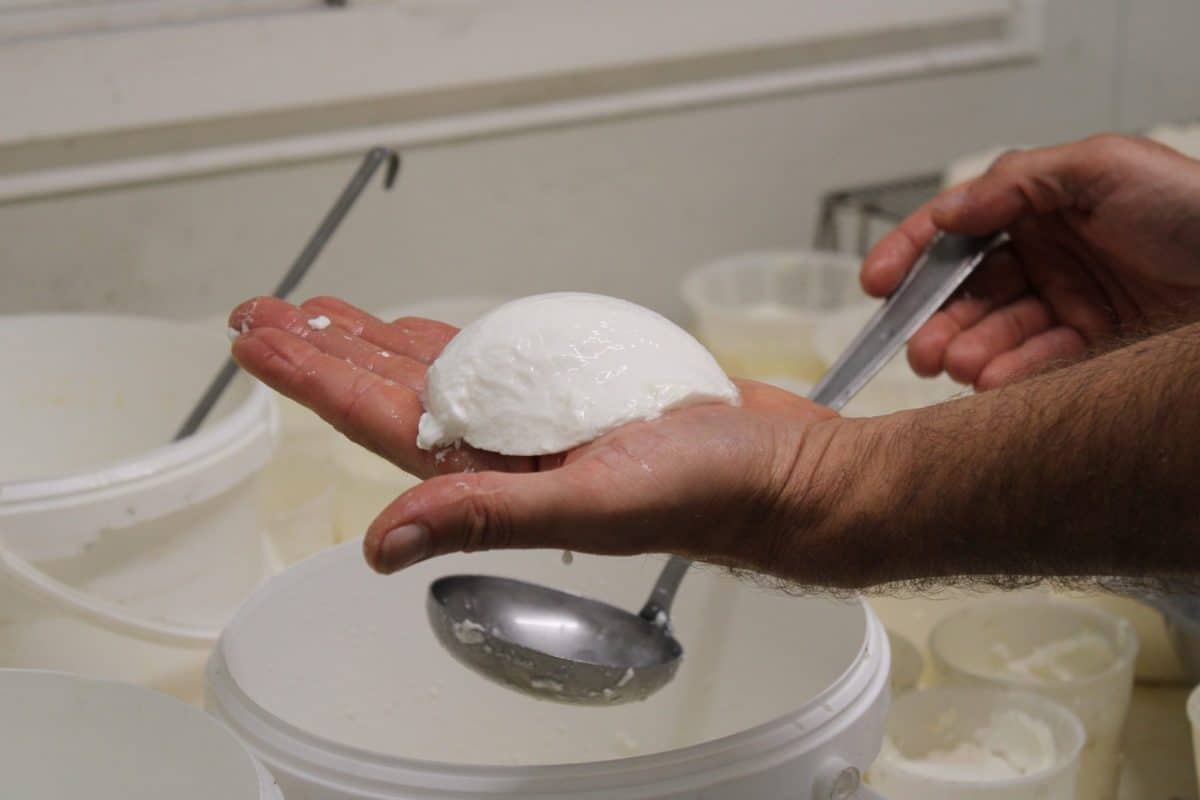 Elaboración de queso con leche cruda – Granja de la Monge – L’Isle en Dodon, Comminges-Pirineos ©Manon BERGES
