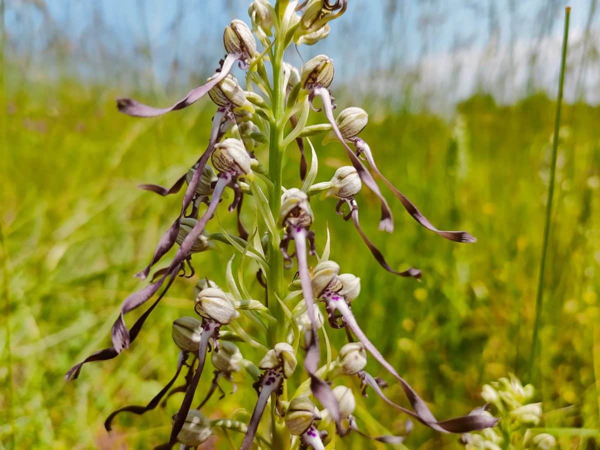 An open-air museum.
another type of orchid