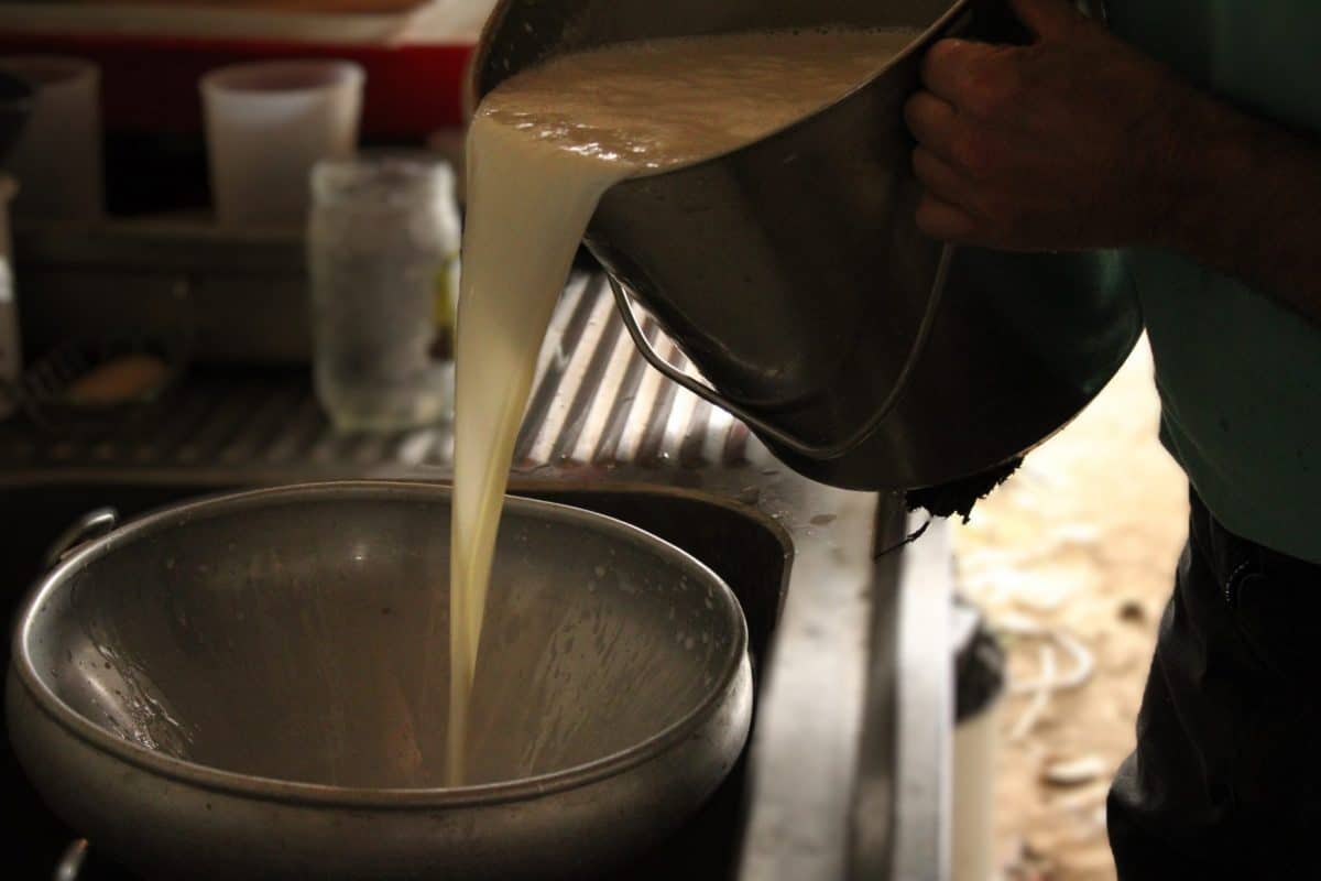 Elaboración de queso con leche cruda – Granja de la Monge – L’Isle en Dodon, Comminges-Pirineos ©Manon BERGES