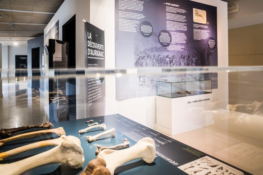 Vue sur les collections Musée de l'Aurignacien